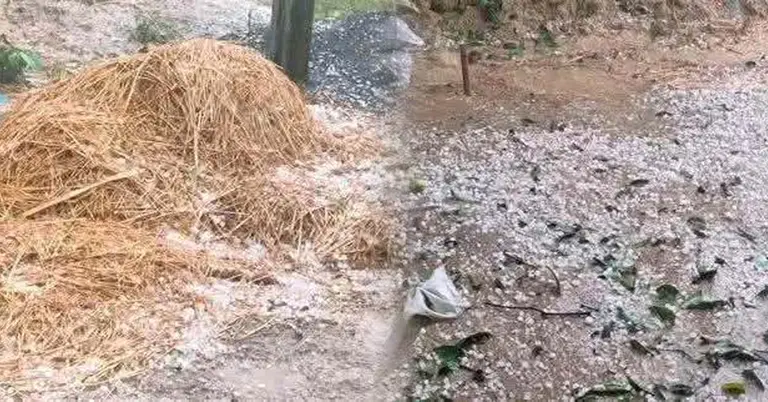 শিলাবৃষ্টিতে নষ্ট ধান ও আম